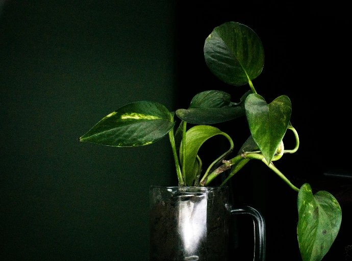 A pothos plant sits in a glass mug.